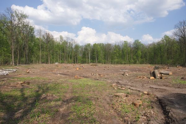 Pasture Clearing in Clayton