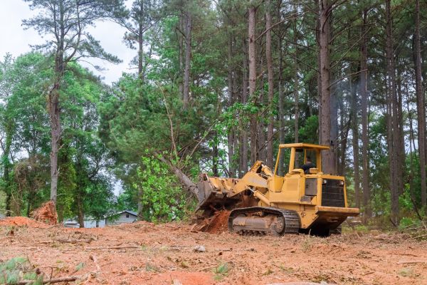 Forest Thinning in Clayton